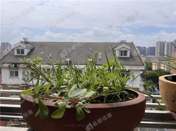 蜀山区三户室129.43平米正南10层